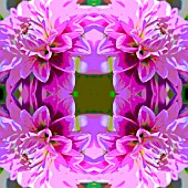PATIO DAHLIA, POSTERISED, KALEIDOSCOPIC