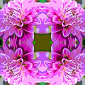 PATIO DAHLIA, POSTERISED, KALEIDOSCOPIC