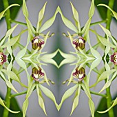ENCYCLIA COCHLEATA, COCKLE ORCHID, IN KALEIDOSCOPIC PATTERN