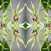 ENCYCLIA COCHLEATA, COCKLE ORCHID, IN KALEIDOSCOPIC PATTERN