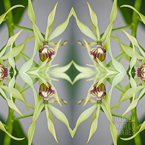 ENCYCLIA_COCHLEATA_COCKLE_ORCHID_IN_KALEIDOSCOPIC_PATTERN