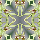 ENCYCLIA COCHLEATA, COCKLE ORCHID, IN KALEIDOSCOPIC PATTERN