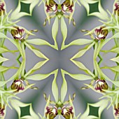 ENCYCLIA COCHLEATA, COCKLE ORCHID, IN KALEIDOSCOPIC PATTERN