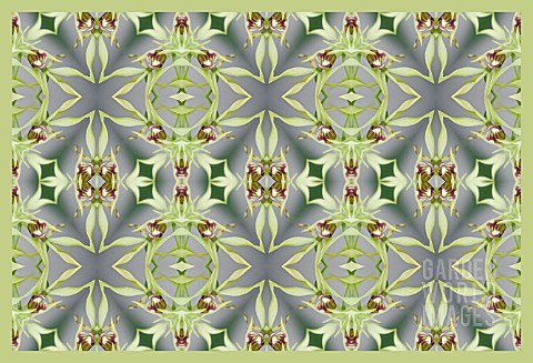 ENCYCLIA_COCHLEATA_COCKLE_ORCHID_IN_KALEIDOSCOPIC_AND_REPEATED_PATTERN