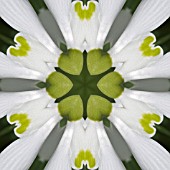 GALANTHUS IN KALEIDOSCOPIC PATTERN