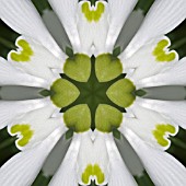 GALANTHUS IN KALEIDOSCOPIC PATTERN