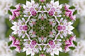 ALLIUM MEDIOPHYLLIUM IN KALEIDOSCOPIC PATTERN
