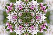 ALLIUM MEDIOPHYLLIUM IN KALEIDOSCOPIC PATTERN