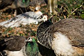 NEST OF PEAHENS