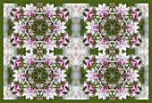 ALLIUM MEDIOPHYLLIUM