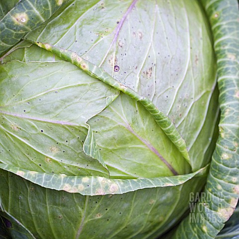 CABBAGE_CLOSE_UP