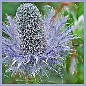 ERYNGIUM ALPINUM BLUE STAR MANIPULATED