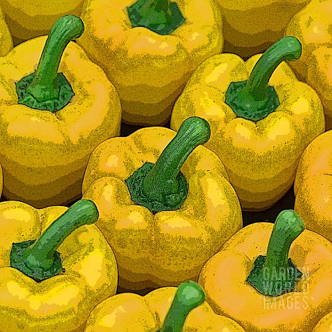 YELLOW_PEPPERS_MANIPULATED