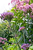 VERBENA BONARIENSIS WITH COBWEB