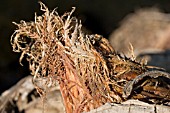 EMERGING GUNNERA MANICATA