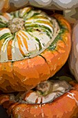 TURKS TURBAN SQUASH MANIPULATED