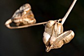 SEEDHEADS OF LILIUM DAVIDII