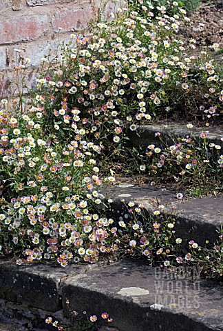 DAISIES_ON_STEPS