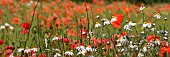 PAPAVER RHOEAS AND OX EYE DAISIES, MANIPULATED
