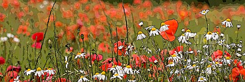 PAPAVER_RHOEAS_AND_OX_EYE_DAISIES_MANIPULATED