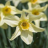 DAFFODIL