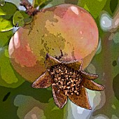 POMEGRANATE, MANIPULATED