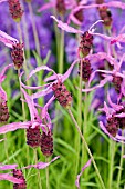 LAVANDULA PEDUNCULATA