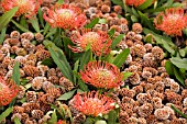 LEUCADENDRON DECORUM AND PROTEA PATTERN