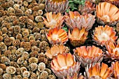 LEUCADENDRON DECORUM AND PROTEA PATTERN