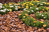 OSTEOSPERMUM SYMPHONY AND PROTEA SYLVIA