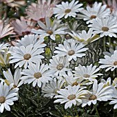 OSTEOSPERMUM MANIPULATED