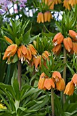 FRITILLARIA IMPERIALIS