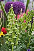 FRITILLARIA PERSICA IVORY BELLS