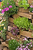 CREVICE PLANTING WITH SEDUM AND SEMPERVIVUM