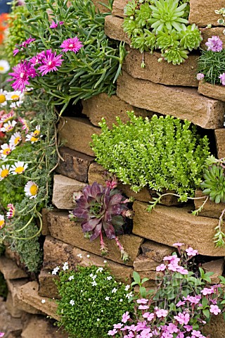 CREVICE_PLANTING_WITH_SEDUM_AND_SEMPERVIVUM