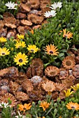 OSTEOSPERMUM SYMPHONY AND PROTEA SYLVIA