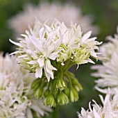 STELLAR PELARGONIUM ARCTIC STAR