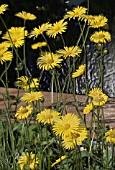 DORONICUMS, MANIPULATED