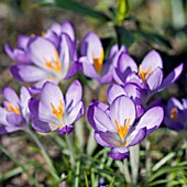 CROCUS TOMMASINIANUS