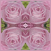MANIPULATED ROSE IN KALEIDOSCOPIC PATTERN
