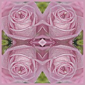 MANIPULATED ROSE IN KALEIDOSCOPIC PATTERN