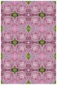 MANIPULATED ROSE IN KALEIDOSCOPIC, REPEATED PATTERN