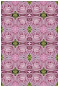 MANIPULATED ROSE IN KALEIDOSCOPIC, REPEATED PATTERN