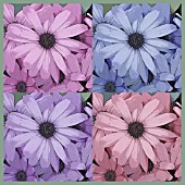 PERICALLIS REPEATED PATTERN, MANIPULATED