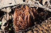 GUNNERA MANICATA EMERGING