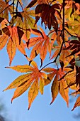 ACER PALMATUM LEAVES BACKLIT