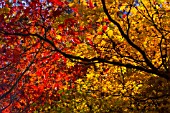 ACER PALMATUM LEAVES BACKLIT