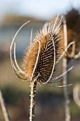 DIPSACUS FULLONUM,  TEASEL