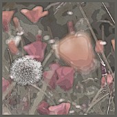 ESCHSCHOLZIA CALIFORNICA AND TARAXACUM OFFICINALIS, MANIPULATED