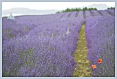 WALKING THROUGH THE LAVENDER FIELD AT SNOWSHILL, WITH PAPAVER RHOEAS, MANIPULATED
